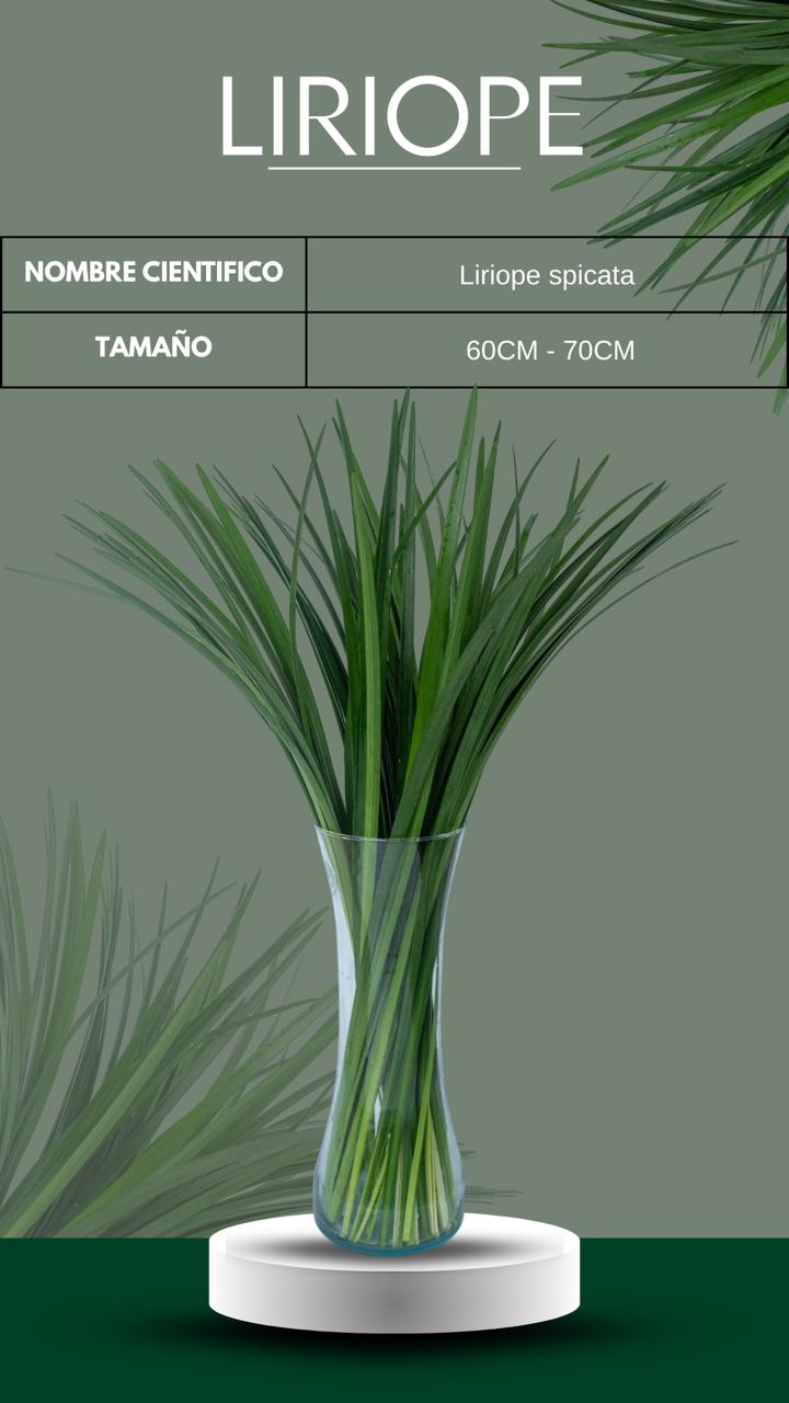 follajes naturales Monteverde